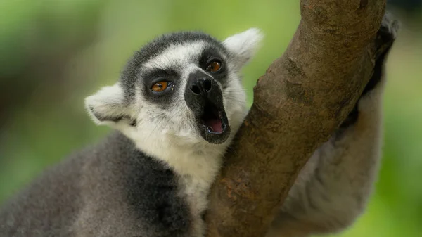 Bonito Preguiçoso Bocejo Lemure Retrato — Fotografia de Stock