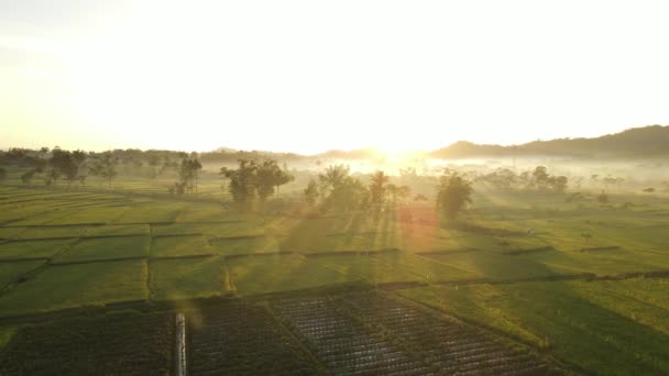 Matahari Terbit Video Udara Dari Ricefields Cerah Dan Pohon Palem — Stok Video