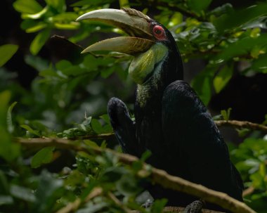 Sulawesi ormanındaki bir ağaçta oturan boynuz gagalı.