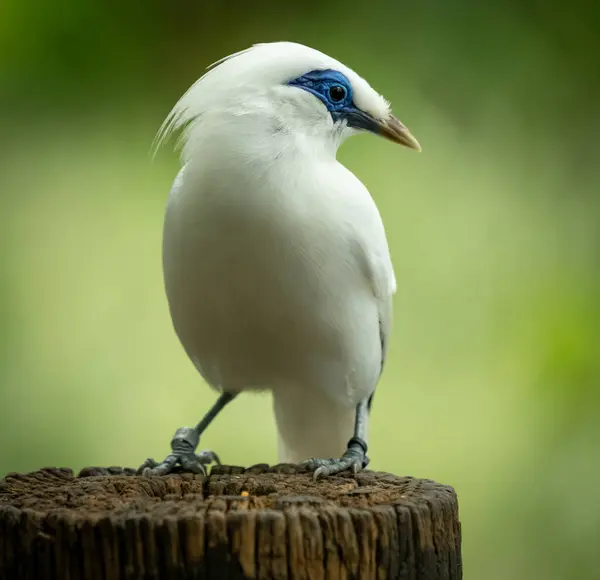 Şirin ve komik bali myna kuşu ağaç kütüğünde hoş, yeşil, bulanık bir arka planı var.