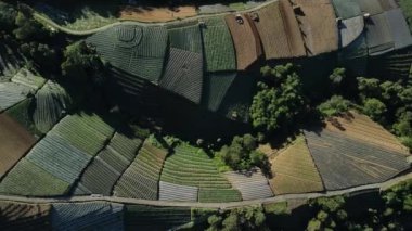 Nepal Van Java 'daki bir dağın tepesinde renkli tarlaların ve sebzelerin görüntüsü.