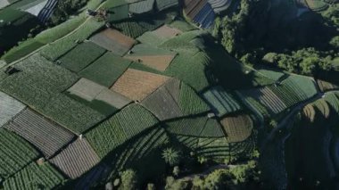 Endonezya 'nın Java dağlarında sebzelerle yeşil tarlaların hava görüntüsü.