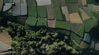 Endonezya 'nın Java dağlarında sebzelerle yeşil tarlaların hava görüntüsü.