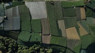 Endonezya 'nın Java dağlarında sebzelerle yeşil tarlaların hava görüntüsü.