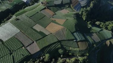 Endonezya 'nın Java dağlarında sebzelerle yeşil tarlaların hava görüntüsü.