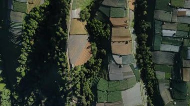 Endonezya 'nın Java dağlarında sebzelerle yeşil tarlaların hava görüntüsü.