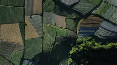 Endonezya 'nın Java dağlarında sebzelerle yeşil tarlaların hava görüntüsü.