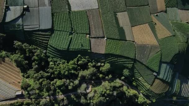 Fotografia Aérea Campos Verdes Com Vegetais Nas Montanhas Java Indonésia — Vídeo de Stock