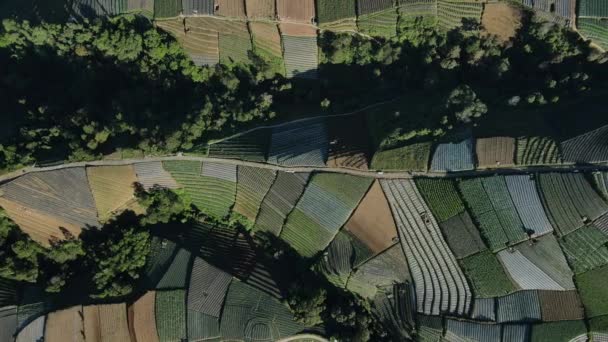 Foto Udara Ladang Hijau Dengan Sayuran Pegunungan Jawa Indonesia — Stok Video
