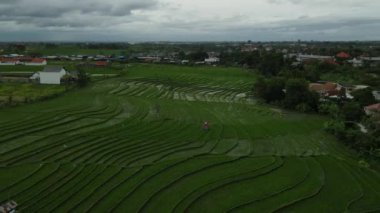 Canggu, Bali, Endonezya 'daki yemyeşil tarlalarda ve villalarda geriye doğru uçan insansız hava aracı.