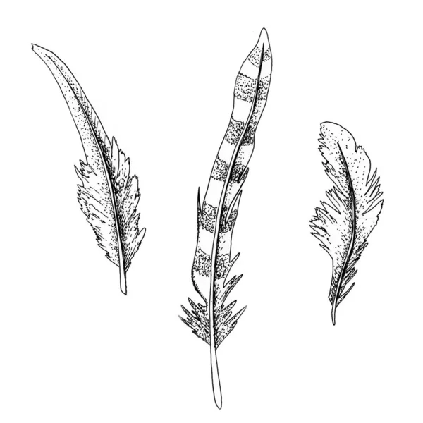 Painted Feathers Feathers Drawn Ink Black White — Stock Photo, Image