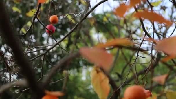 Zbliżenie Drzewa Persymonowego Dojrzałymi Owocami Początek Jesieni — Wideo stockowe