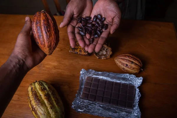 Two chocolate makers are holding cocoa pods with the extracted cocoa beans in their hands