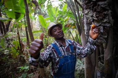 African farmer harvests Raphia hookeri from his plantation, fruit used for palm wine