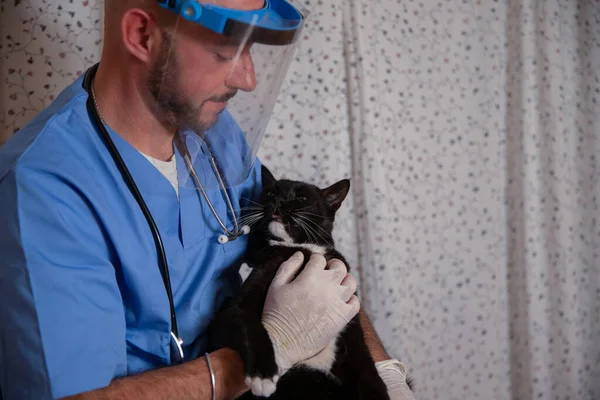 A veterinarian cuddles a cat during a medical visit at home, pet health care concept