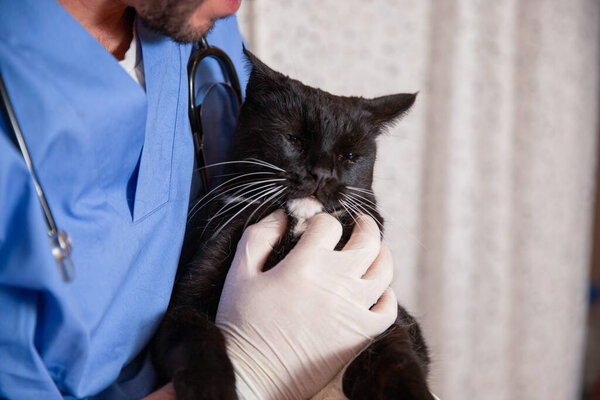 Cat being held by a veterinarian during a medical examination.