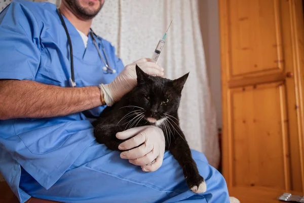 A veterinarian vaccinates a cat during a home doctor visit.