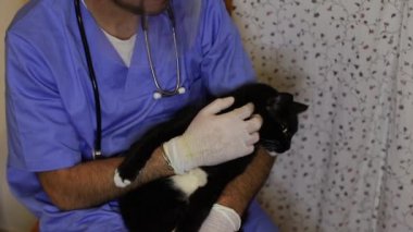 A vet gives cuddles to a cat during a home visit, pet healthcare