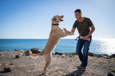Deniz kenarındaki bir eğitim sırasında Labrador Retriever 'la köpek eğitmeni..