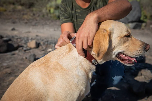 Primer Plano Las Manos Una Persona Poniendo Collar Perro —  Fotos de Stock