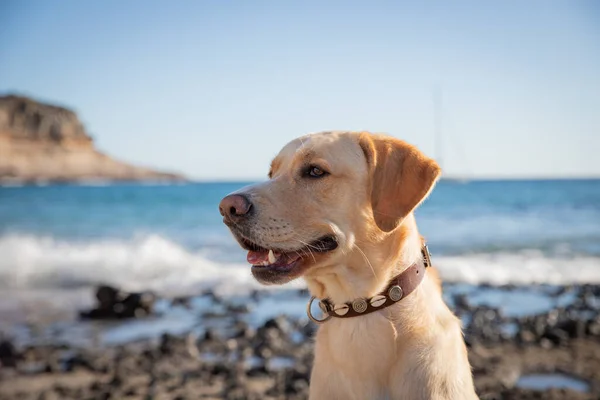 Portret Labradora Retrievera Plaży Miejsce Kopiowania Lewej — Zdjęcie stockowe