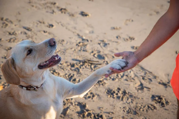 一只拉布拉多猎犬用爪子在海滩上对着他的主人 用复制的空间拍照 — 图库照片