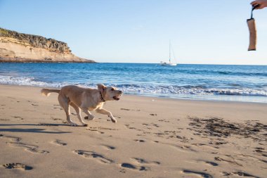 Bir köpek plaj eğitimi sırasında oyuncak bir römorköre doğru koşar, labrador retriever cinsi..
