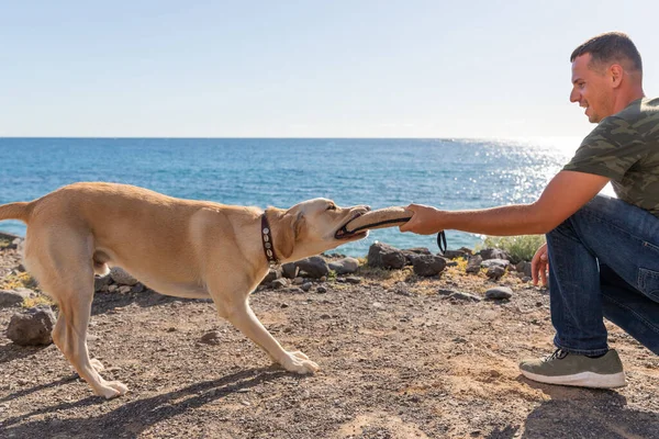 Entrenador Perros Durante Entrenamiento Con Perro Que Muerde Juguete Tirón —  Fotos de Stock