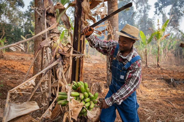 Egy Afrikai Farmer Levágott Egy Kosár Banánt Egy Fejszével Betakarítás — Stock Fotó
