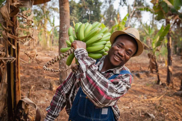 바나나를 무리들 아프리카 — 스톡 사진