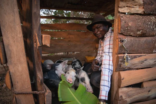 Afrykański Rolnik Karmi Swoje Świnie Swojej Farmie — Zdjęcie stockowe