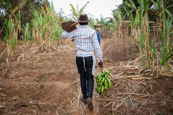수확하는 아프리카 농부의 어깨에 발굽을 — 스톡 사진