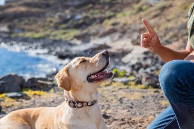 Bir köpek eğitmeni köpeği emirlerine uyması için eğitir. Labrador Retriever eğitimi alır..