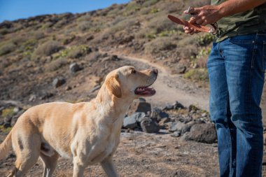 Bir köpek eğitmeni eğittiği köpeğe tasma takmak üzere.