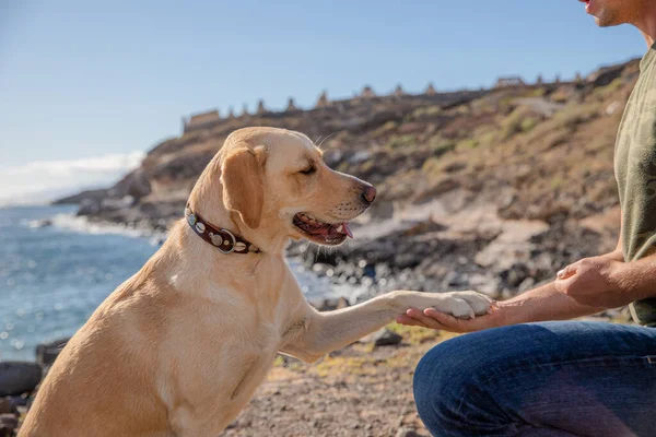 Собачий Тренер Заставляет Собаку Положить Лапу Время Тренировки Пляже — стоковое фото