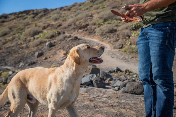 Entrenador Canino Está Punto Ponerle Collar Perro Que Está Entrenando —  Fotos de Stock