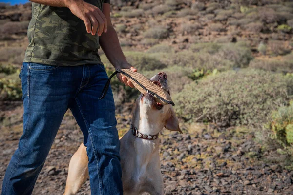 Perro Muerde Juguete Tirón Durante Entrenamiento Con Entrenador Perros —  Fotos de Stock