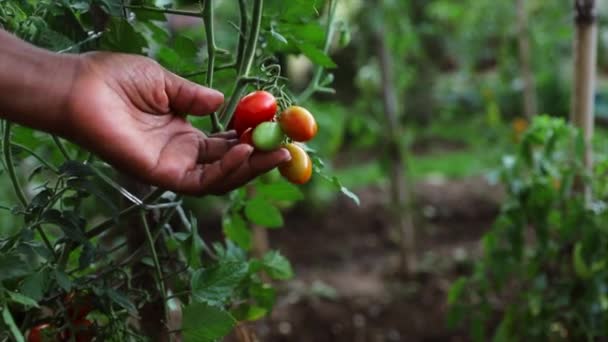 Kobieta Sprawdza Pomidory Ogrodzie Wybiera Kilka — Wideo stockowe