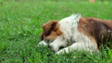 Bir köpek kemiği ısırmaya ve kalan eti yemeye yoğunlaşır.