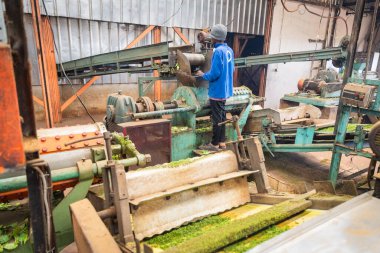 Bir çay üretim fabrikasının içinde, işçi çay yapraklarını öğütücüye koyar.