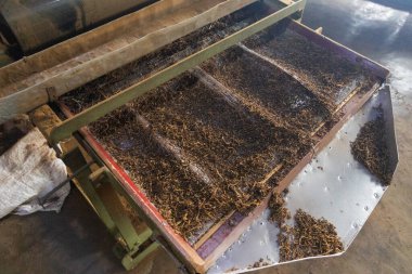 Makinenin içinde demlenen parçalanmış, kurutulmuş çay yaprakları.