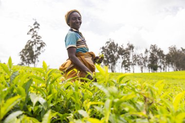 Gülümseyen olgun bir Afrikalı kadın çiftçi Kamerun 'daki çay tarlalarında çalışıyor..