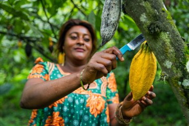 Dişi bir çiftçi hasat sırasında kakao kabuğu topluyor..