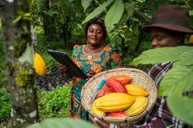 Bir çiftçi hasat zamanı iş arkadaşıyla kakao kabuklarının kalitesini kontrol eder..