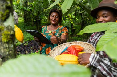 Tatmin olmuş iş kadını tarlasında baş parmağını gösteriyor ve iş arkadaşıyla kakao kabuğu hasat ediyor.