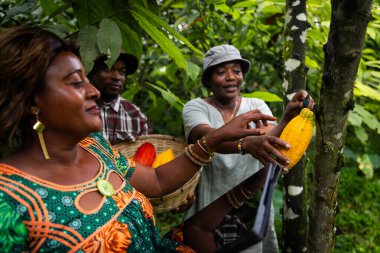 Çiftçiler tarlalarda kakao kabukları hasat ediyor, Afrika 'da çikolata üretimi