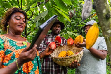 Afrika kakao toplayıcıları, bunun için tablet kullanan kalite kontrolcüye kakao kabukları gösteriyor