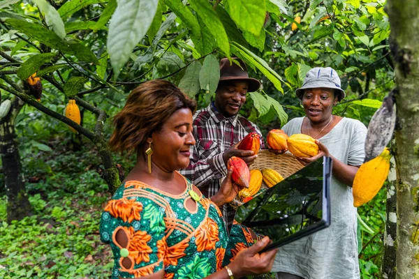 Kakao alanındaki tarım uzmanı, seçilen kozaların kalitesini denetlemek için tableti kullanır..