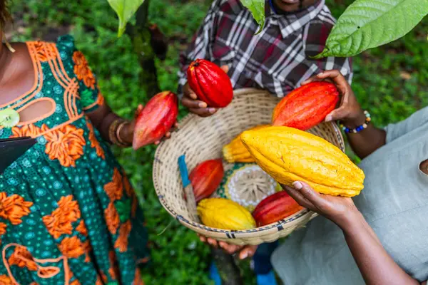 Yeni toplanmış üç Afrika kakao toplayıcısına yakın çekim..