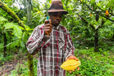 Afrikalı hasatçı kakao kabuğunu nasıl kesip açacağını gösteriyor. Kakao hasat konsepti.
